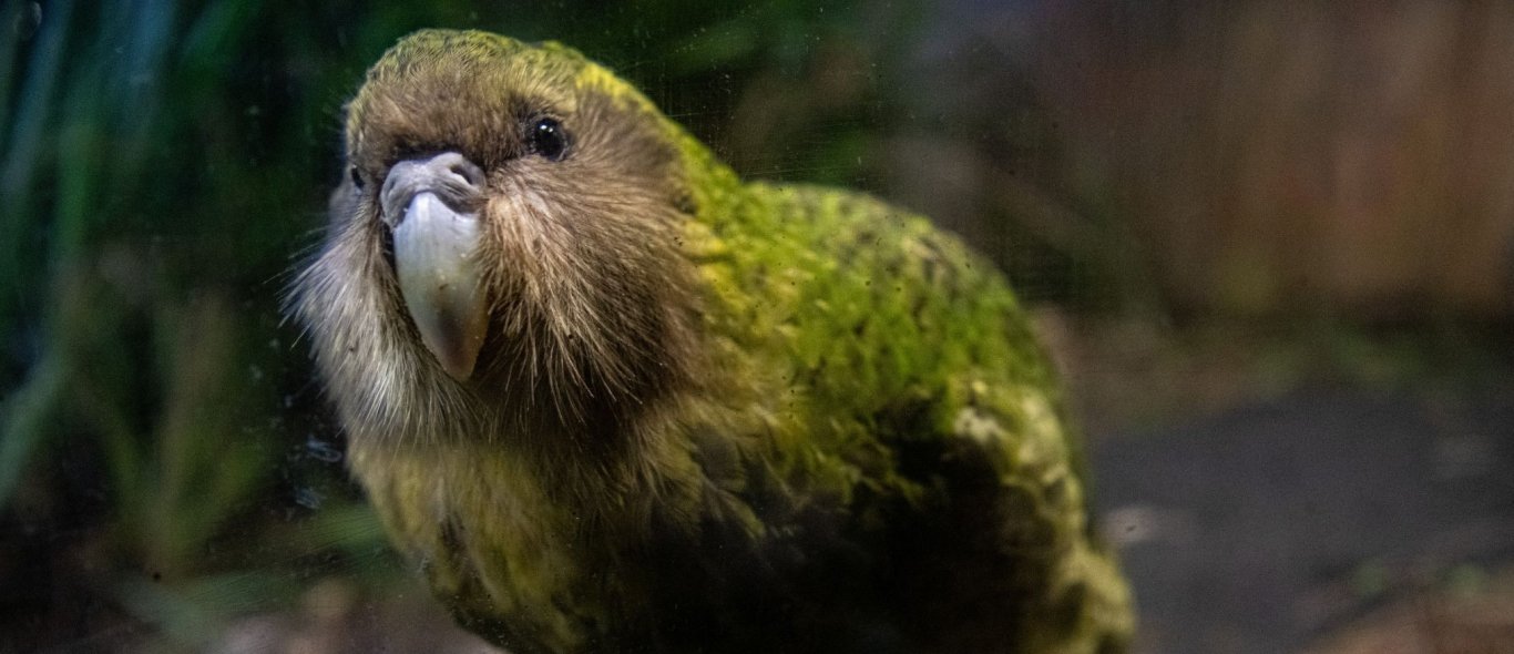 Video: Kakapo-papegaai wordt aanhalig image