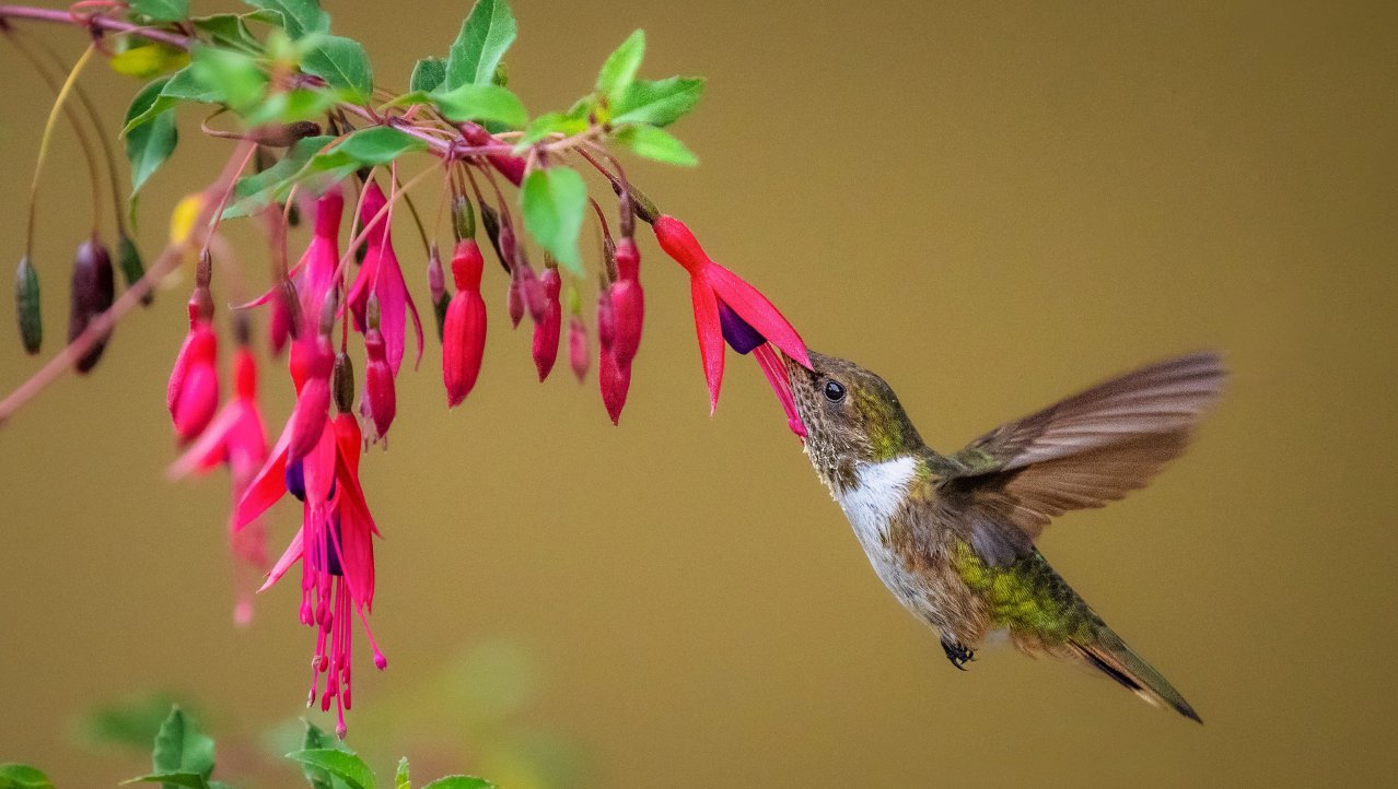 Hongerige kolibrie