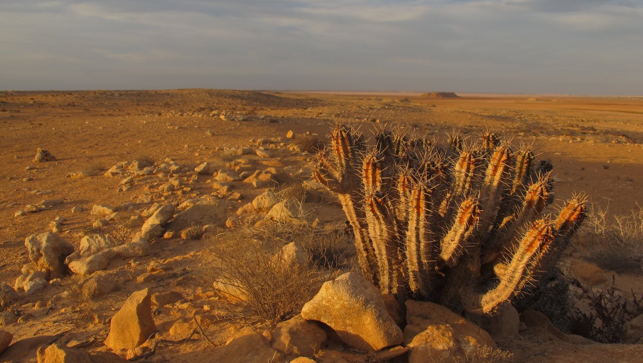Cactus in Westelijke Sahara