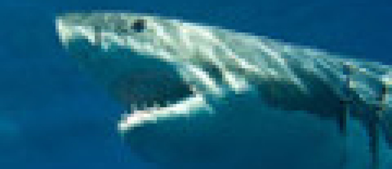 Surfen met een witte haai image