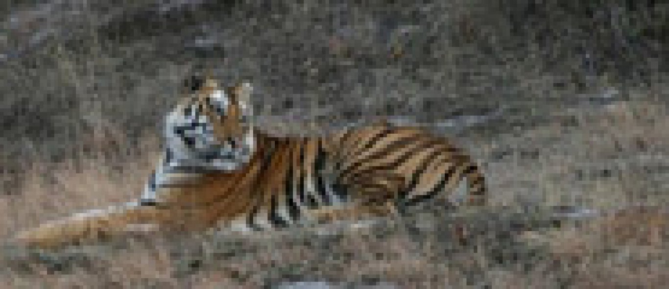 Chinese boer faket tijger-foto image