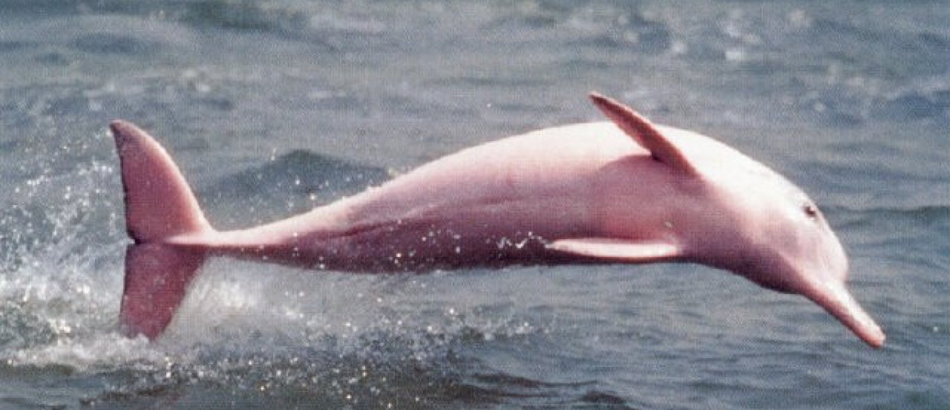 Roze dolfijn trekt publiek image