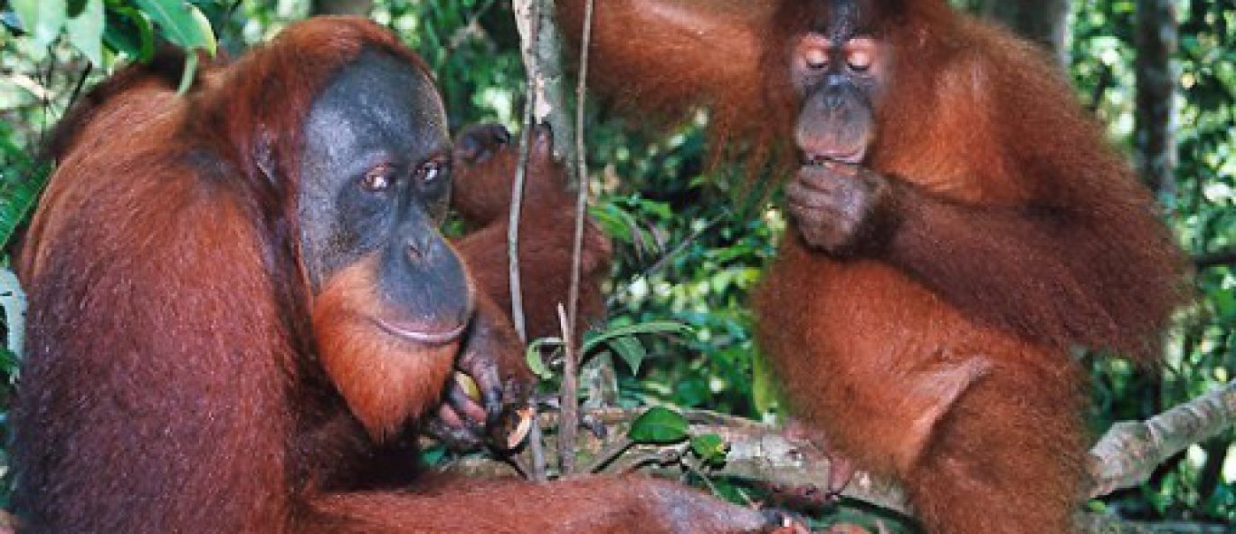 Kolonie orang-oetans ontdekt image