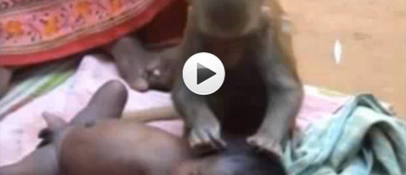 VIDEO: een aap als au-pair image