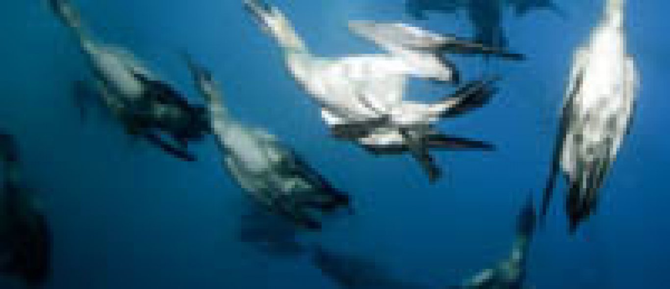 IMAX-film migratie zeedieren image