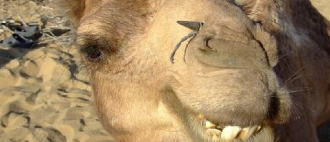 Rottende kameel vervuilt water image