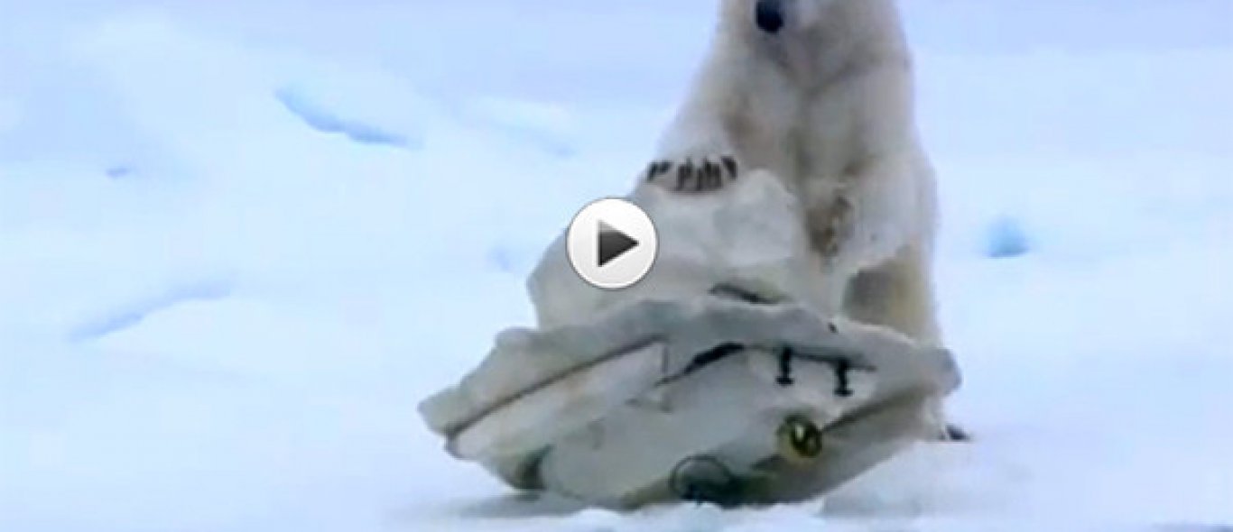 VIDEO: IJsbeer betrapt camera image