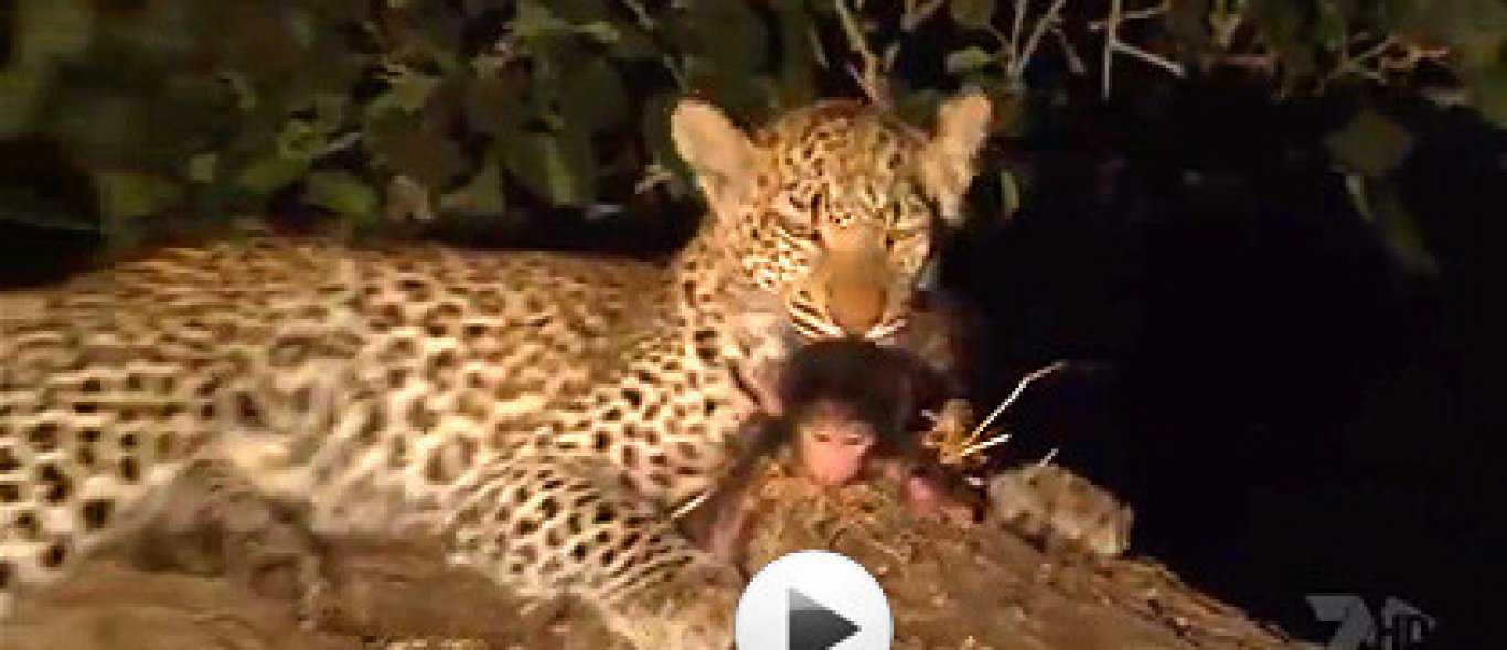 VIDEO: luipaard zorgt voor bavianenbaby image