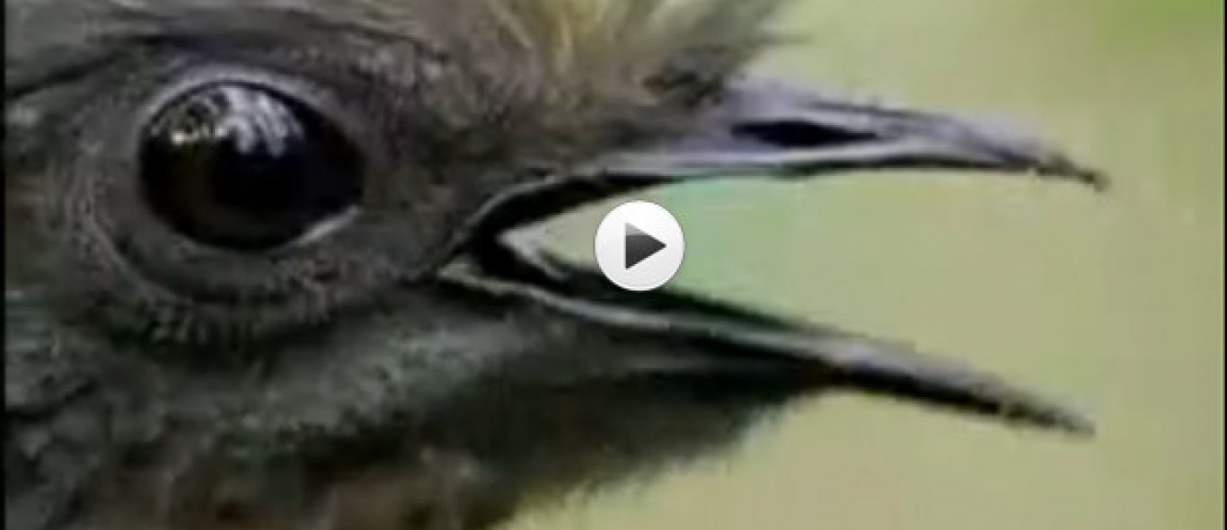 VIDEO: vogel is copycat image