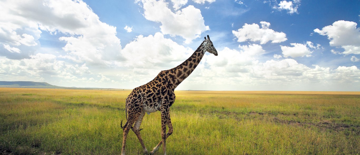 Zo ga je op wandelsafari door de Serengeti image