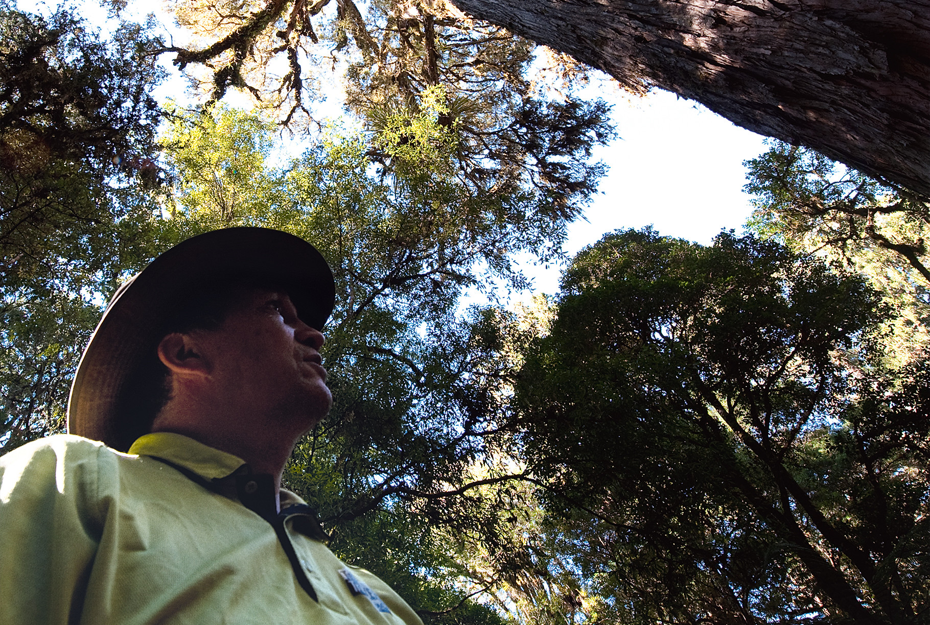 Waipoua, een betoverend bos met millennia oude kauribomen, is een van de hoogtepunten van Nieuw-Zeeland. Foto: Eveline Voss
