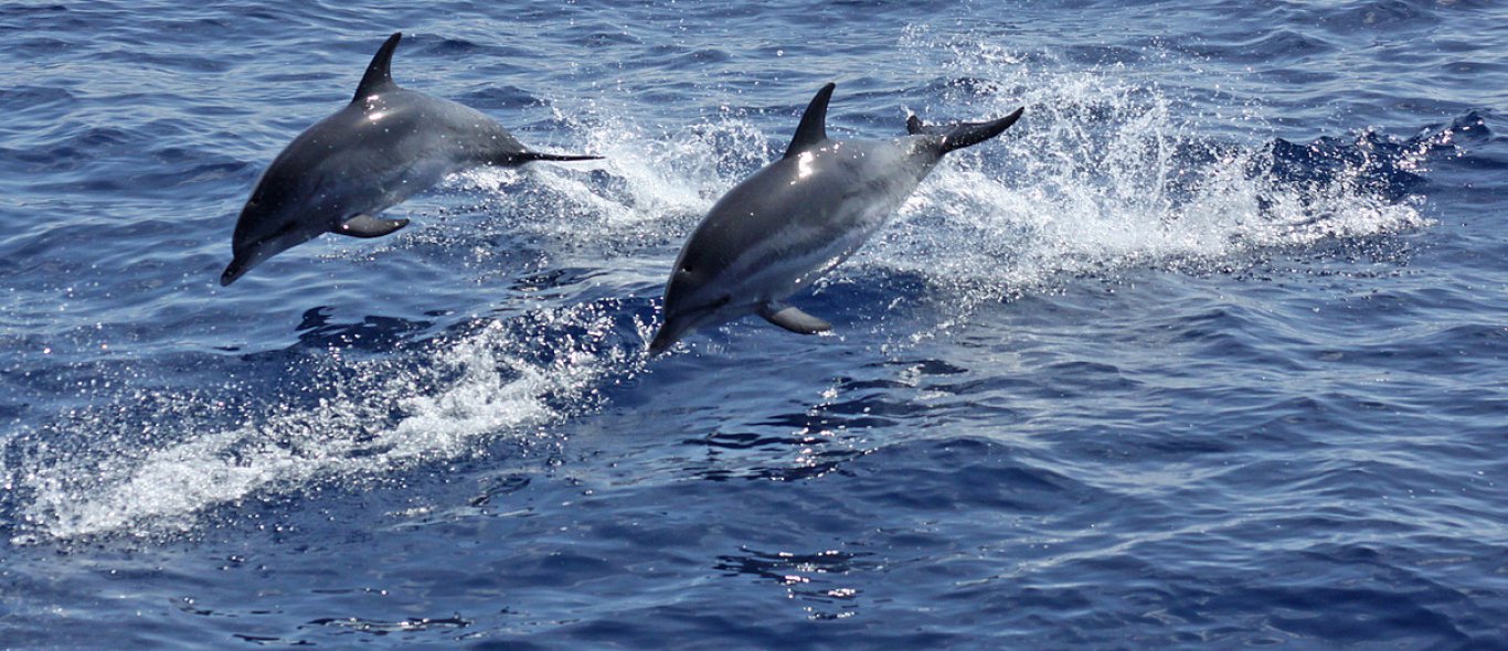 Duizenden dolfijnen opgejaagd door een groep orka's image