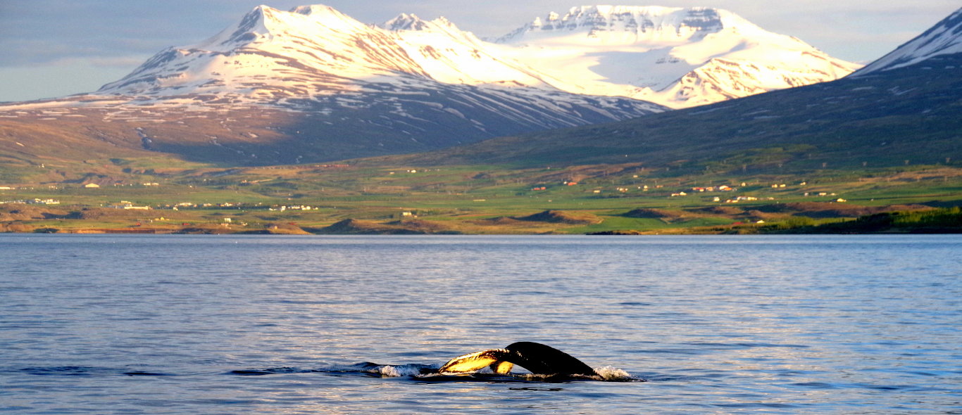 Akureyri image