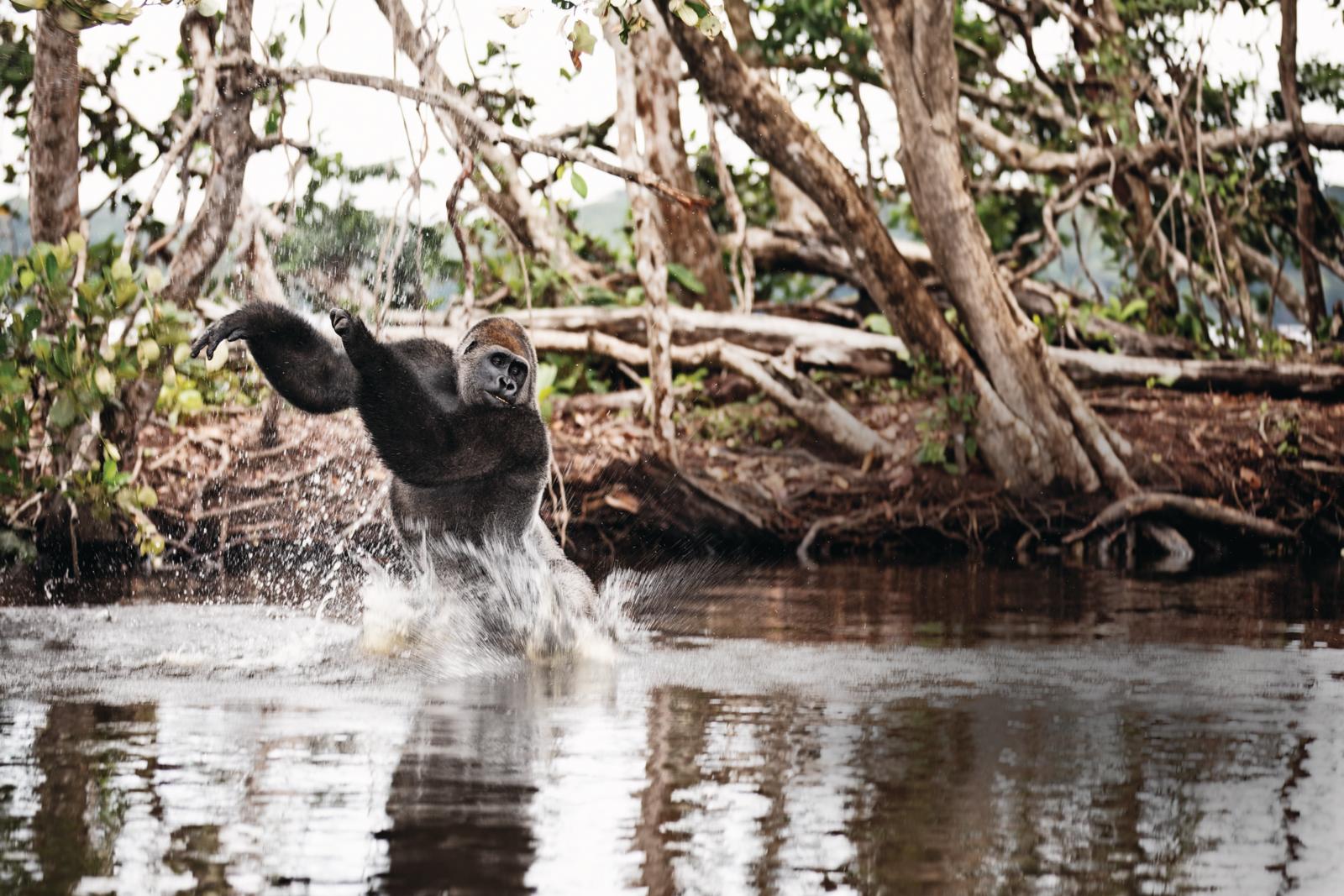 Gorilla speelt in de rivier met water in Gabon