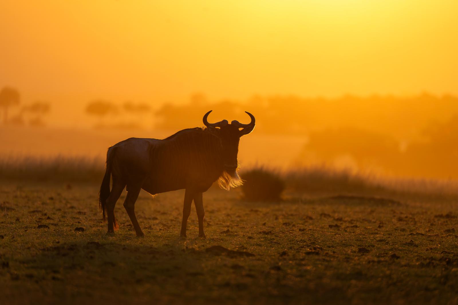Wildebeest steekt af tegen het avondlicht in Kenia