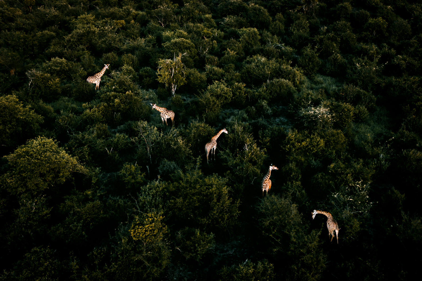 Lijnenspel van giraffen van boven gefotografeerd in Kenia