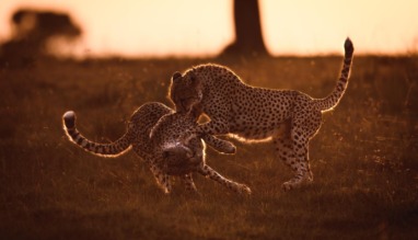 Twee luipaarden spelen met elkaar in het zachte ochtendlicht