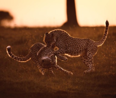 Twee luipaarden spelen met elkaar in het zachte ochtendlicht