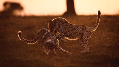 Twee luipaarden spelen met elkaar in het zachte ochtendlicht