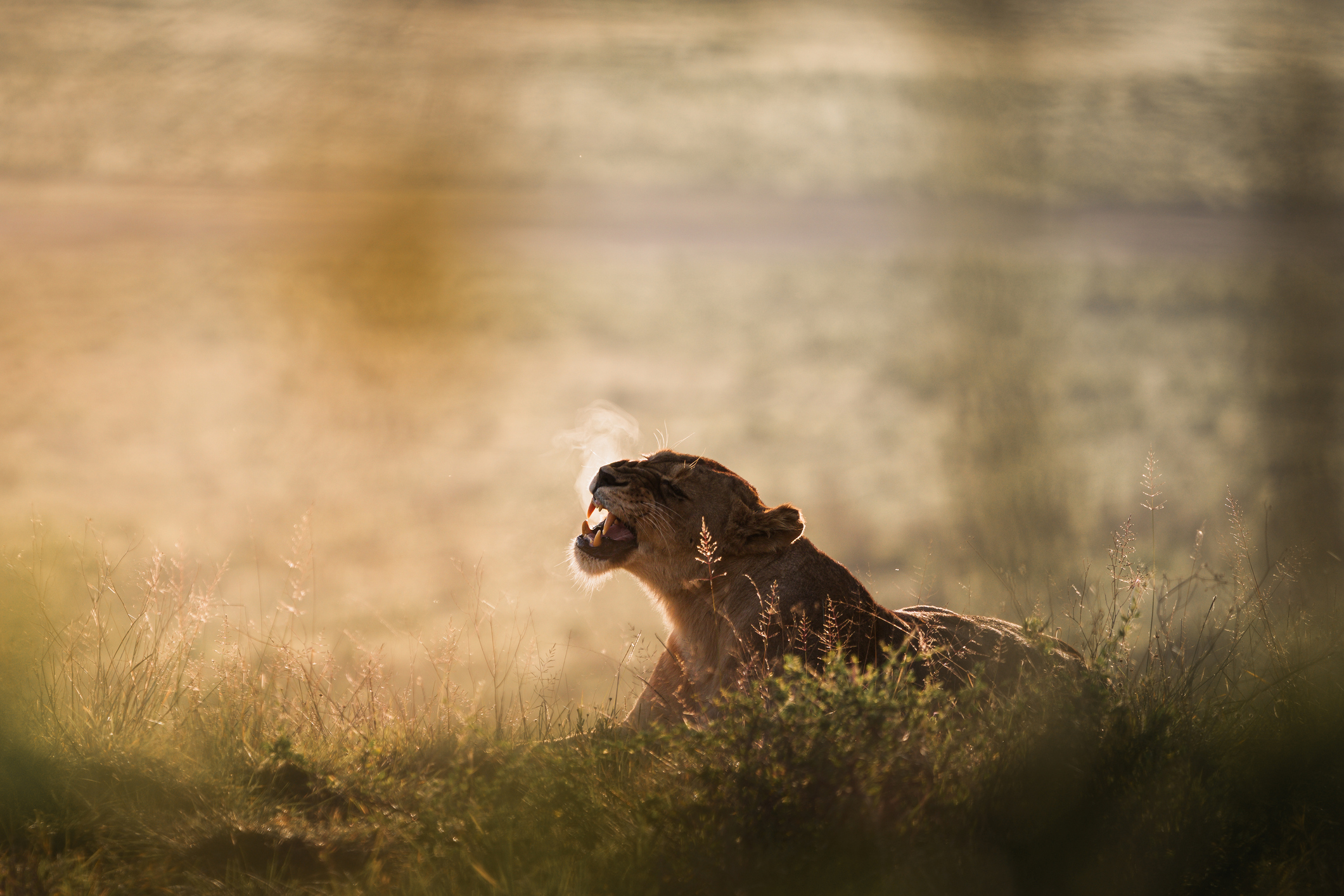 Leeuwin gromt in het ochtendlicht bij de Ngorogorokrater in Tanzania