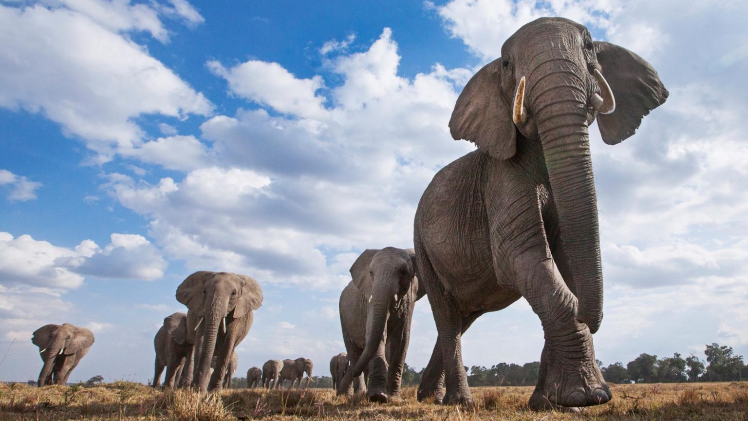 Troep olifanten vanaf de grond gefotografeerd