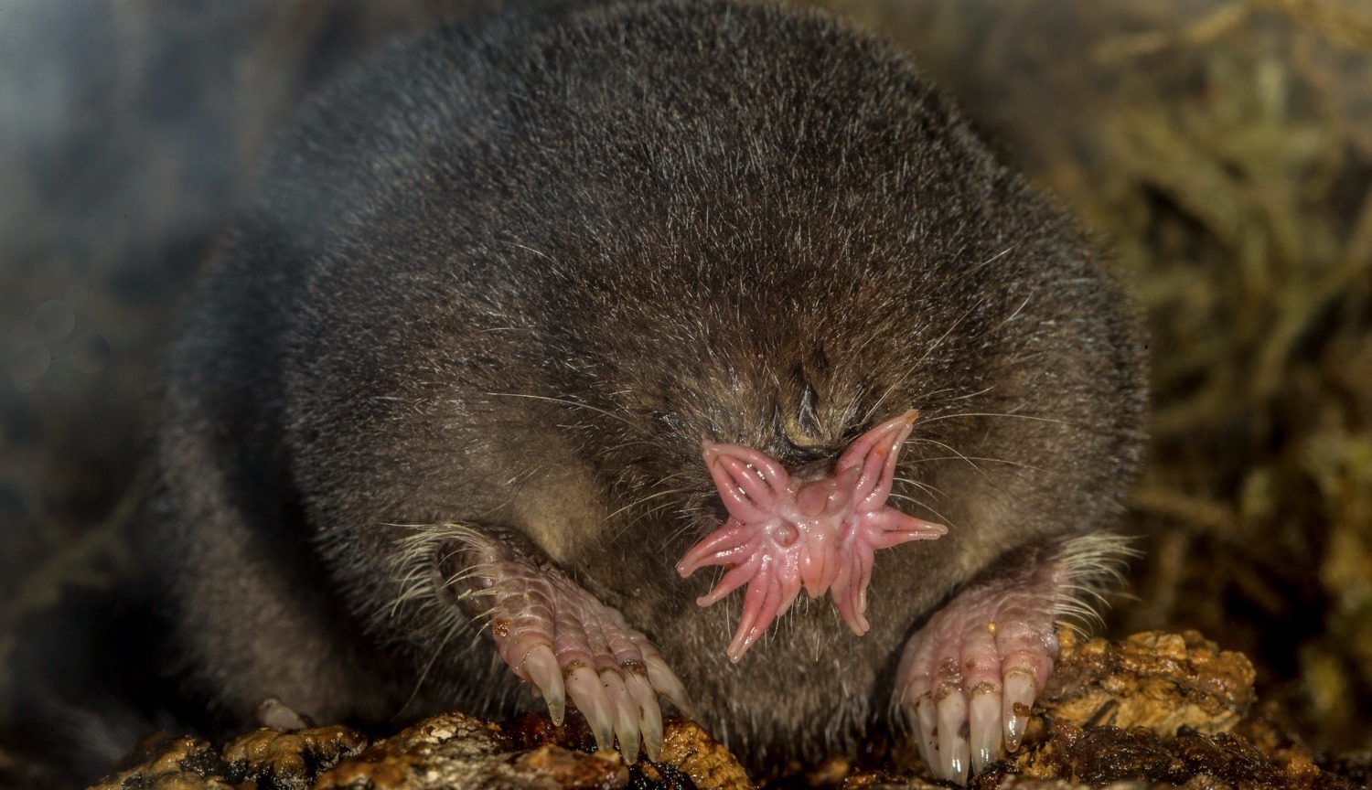 De stermol heeft een van de meest unieke neuzen uit het hele dierenrijk: een vlezige krans van 22 roze tentakels waarmee het dier razendsnel zijn omgeving scant.