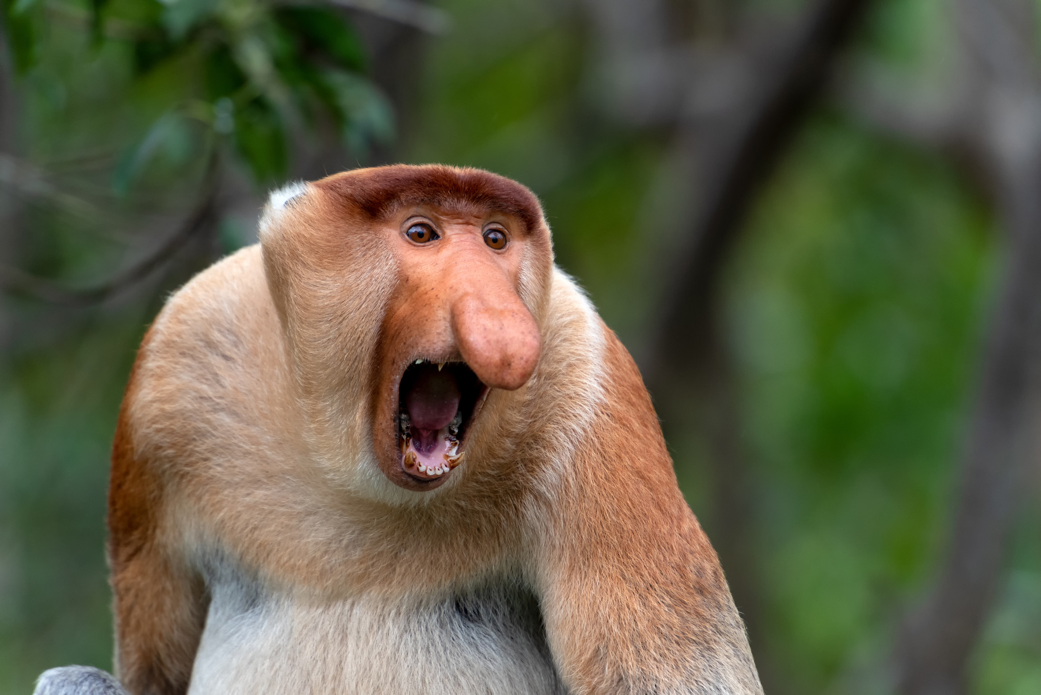 De neusaap is dankzij zijn gigantische hangende neus en bolle buik een van de meest herkenbare bewoners van Borneo. De Maleisiërs noemen de neusapen met hun opvallend grote neuzen en dikke buiken orang belanda, ofwel ... Nederlander!