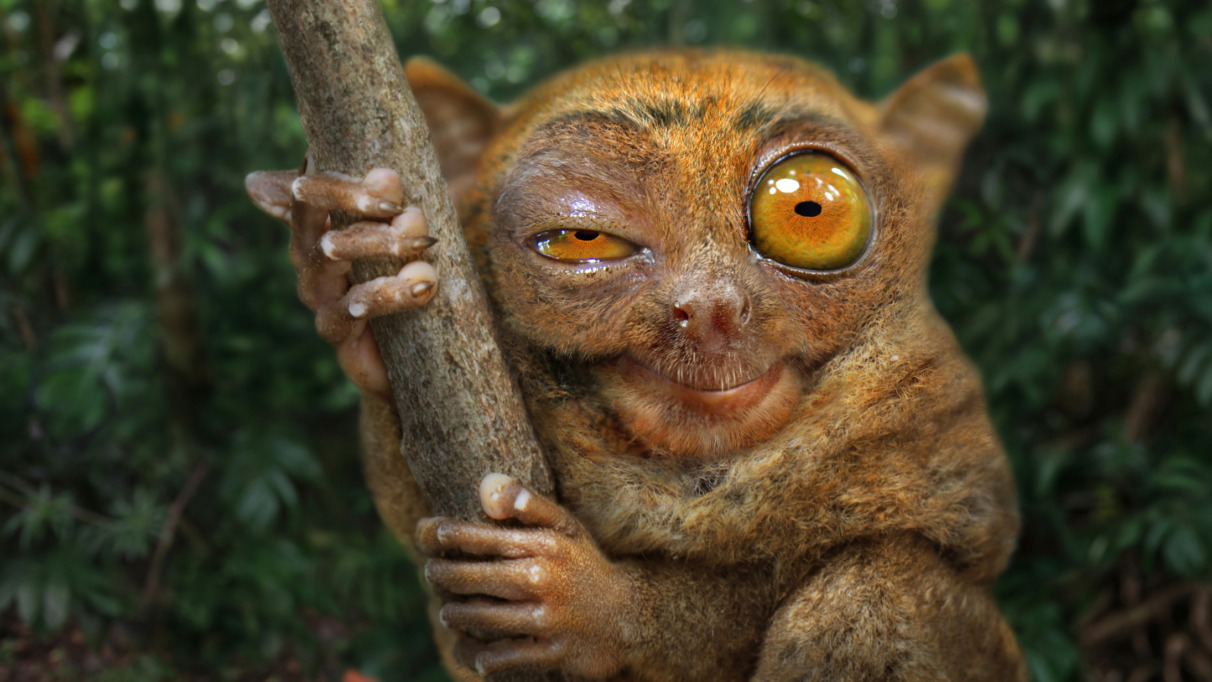 Tarsier die naar de camera kijkt, Corella, Bohol, Filippijnen
