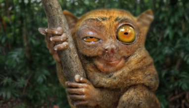Tarsier die naar de camera kijkt, Corella, Bohol, Filippijnen