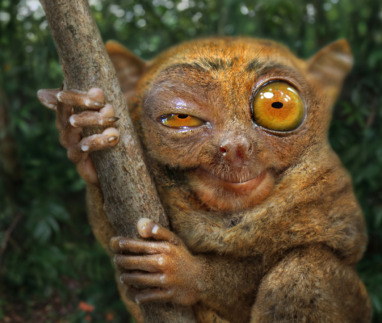 Tarsier die naar de camera kijkt, Corella, Bohol, Filippijnen