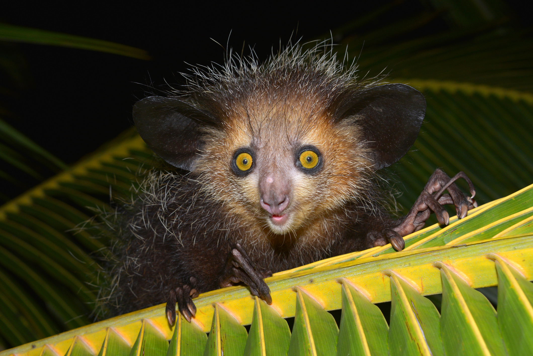 Het vingerdier is een unieke lemuur die alleen op Madagaskar voorkomt en enkel in de nacht actief is.