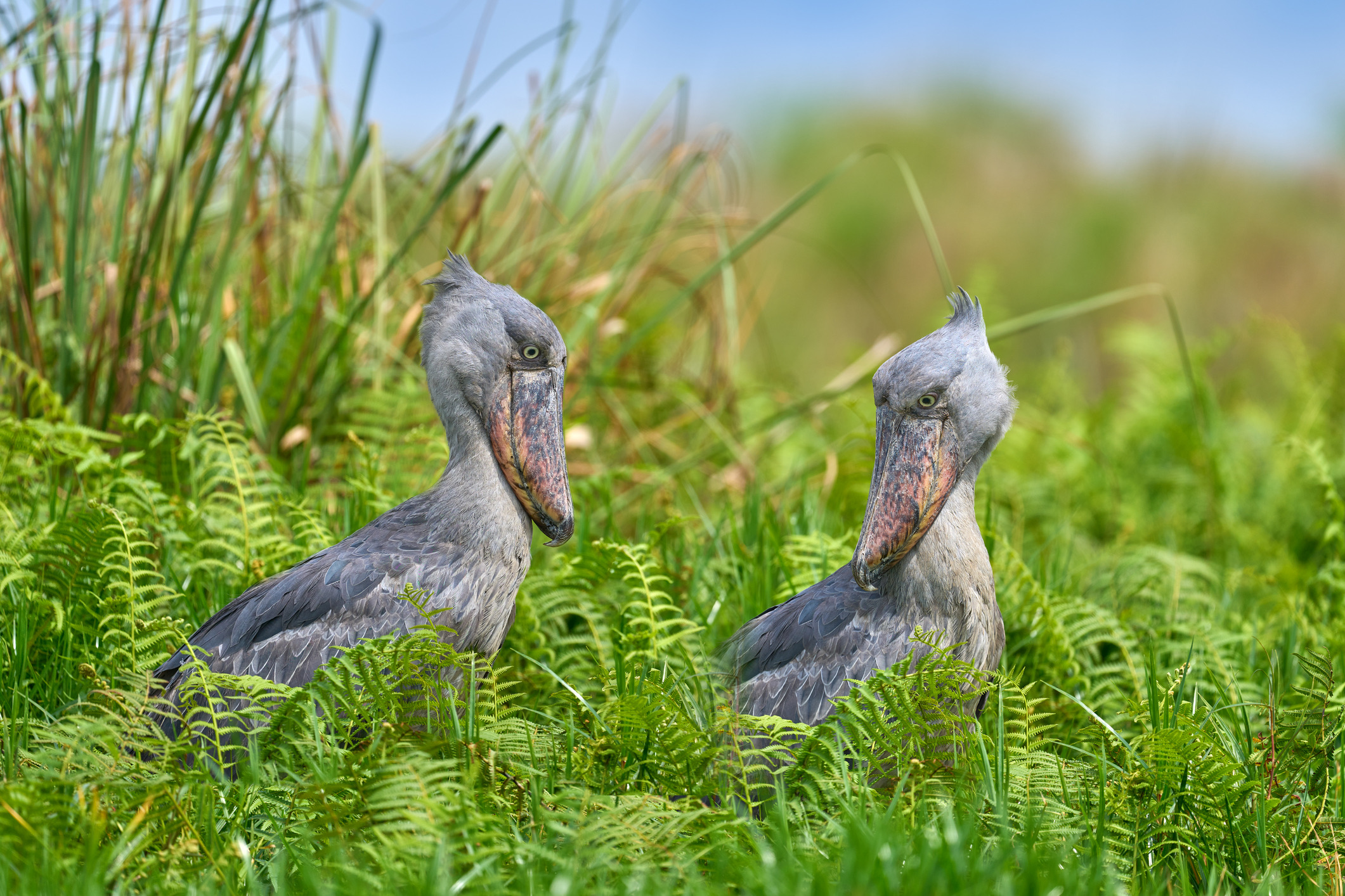 De enorme schoenbekooievaar lijkt rechtstreeks uit het Midden-Krijt-tijdperk te zijn gevlogen. Met zijn prehistorische blik en een massieve, schoenvormige snavel met een scherpe haak kan de vogel urenlang stokstijf in het moeras staan wachten tot er een longvis voorbijzwemt.