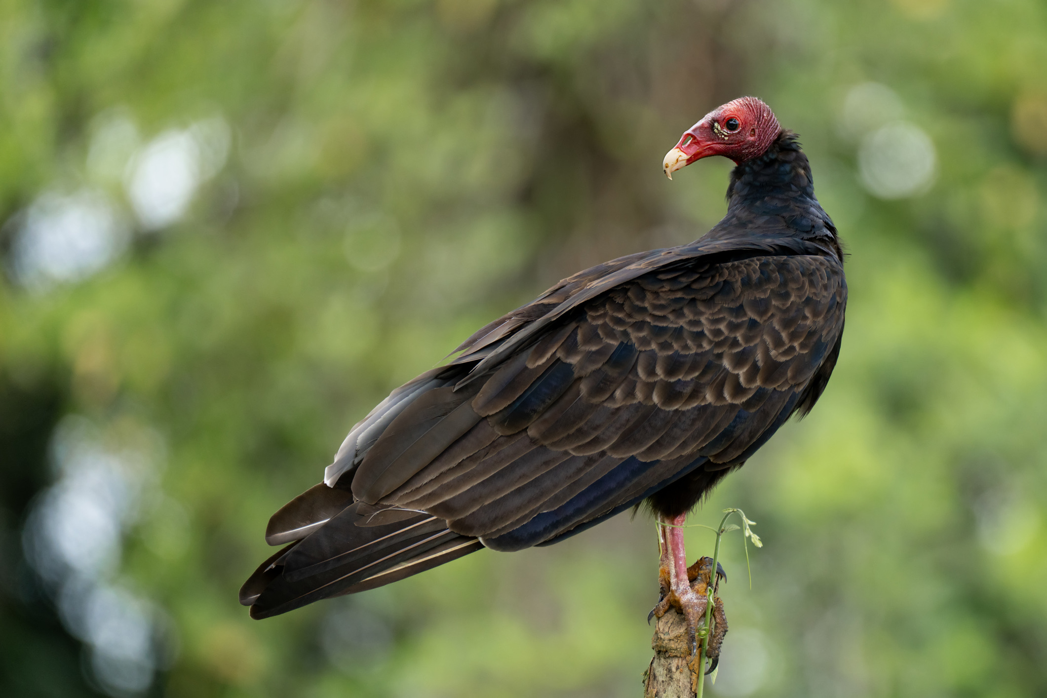 Met zijn kale, rode kop, gerimpelde hals en sterke blik maakt de roodkopgier direct indruk. Als aaseter vervult deze vogel een onmisbare rol in het ecosysteem.
