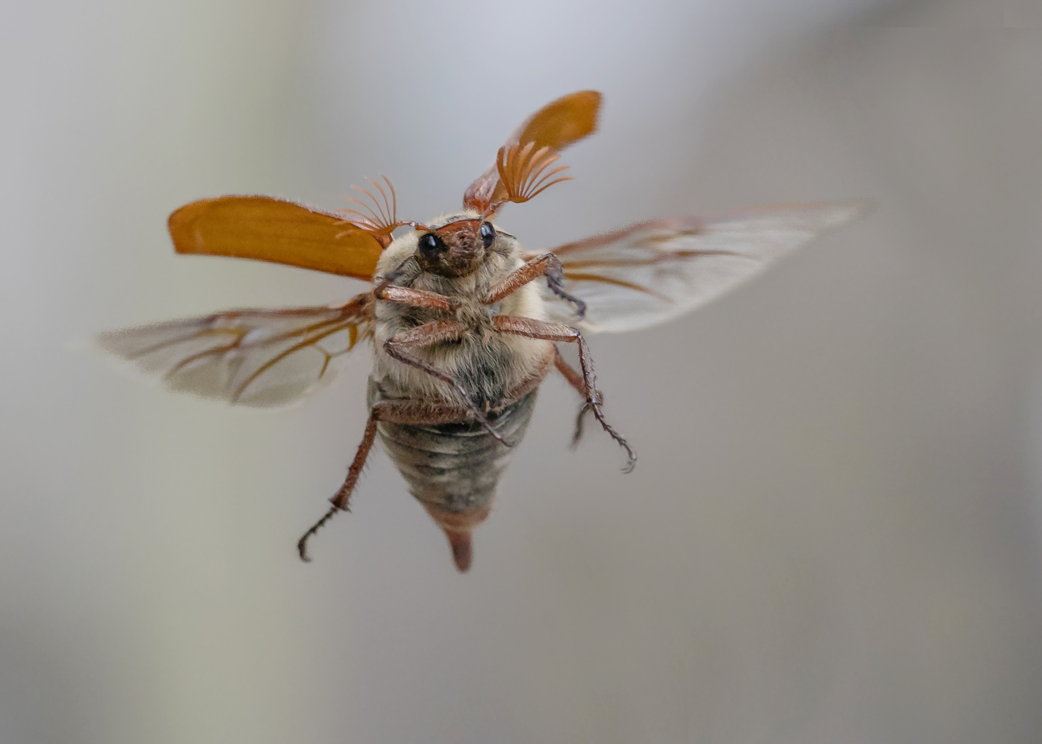 Met zijn waaierachtige antennes, harige buik en opvallende roodbruine dekschilden ziet de meikever eruit als een vliegend sprookjesfiguur.