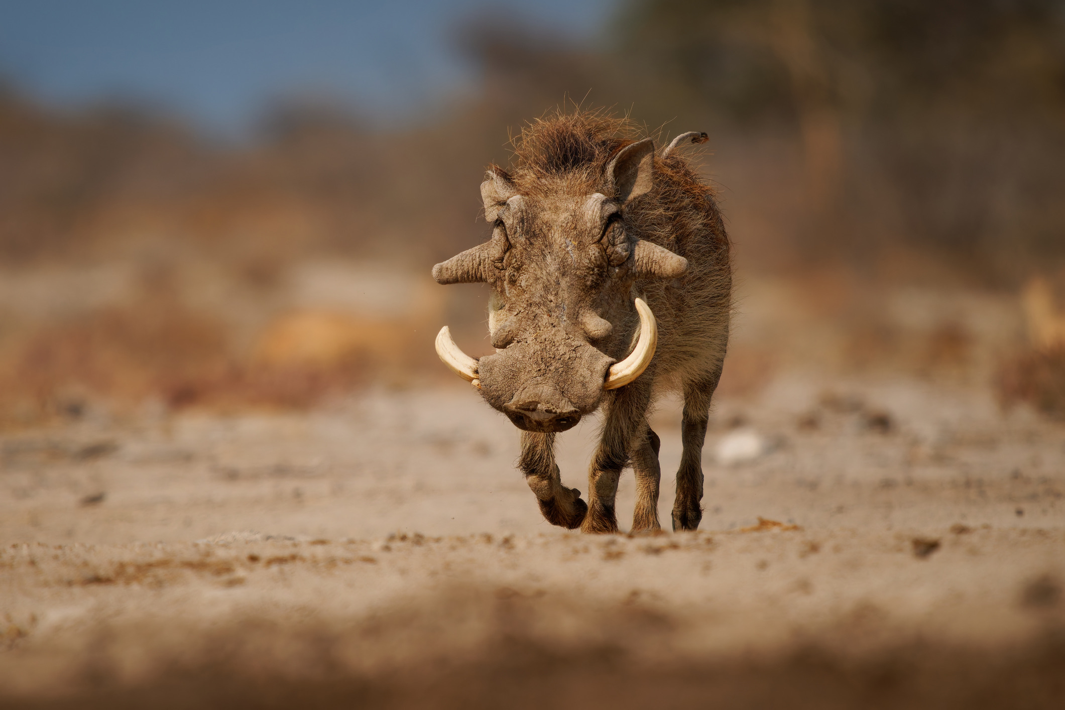 Het wrattenzwijn staat bekend om zijn platte snuit en kenmerkende wratten op de kop. Het dier lijkt kaal, maar heeft borstelige manen op zijn rug.