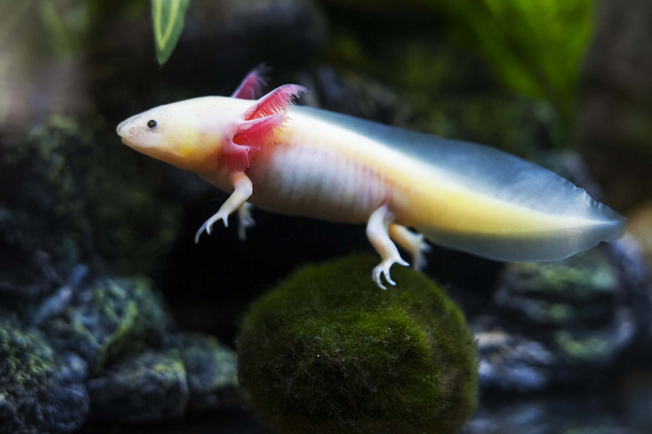 De axolotl is een van de meest wonderlijke bewoners van het zoetwater. Deze Mexicaanse salamander bevindt zich in een permanente 'jeugdfase': hij ondergaat nooit een volledige gedaanteverwisseling en blijft zijn hele leven in het water leven.