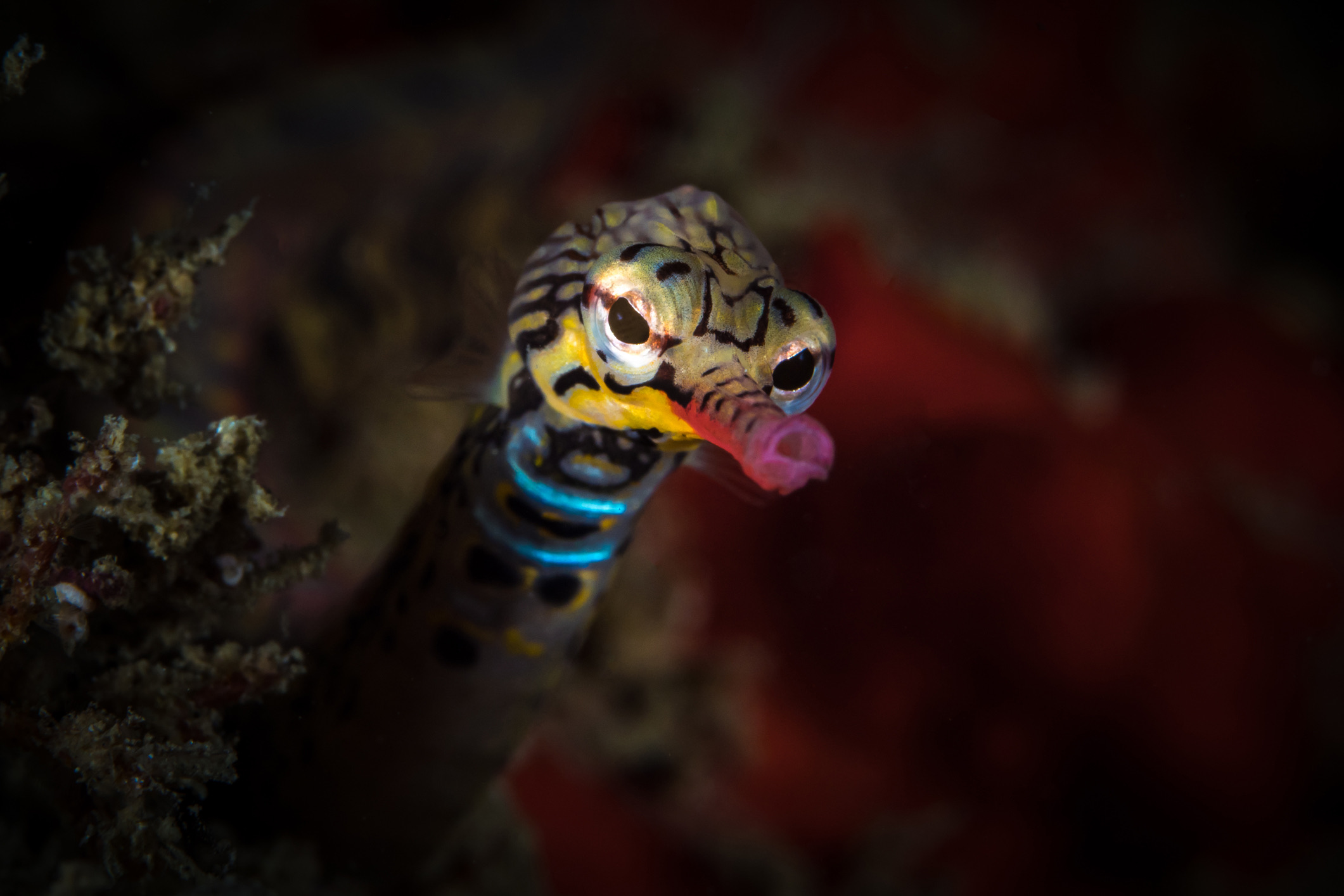 Raja Ampat is niet alleen onder water een paradijs; ook de biodiversiteit in de jungle is van wereldklasse. Maak vroeg in de ochtend een jungletocht met een gids op het eiland Waigeo om de dansende rode paradijsvogel (Cincinnurus respublica) in de boomtoppen te spotten, of zoek naar de schuwe cuscus, een schattig buideldier dat hoog in de bomen leeft. Schakel onder water je blik om naar het allerkleinste wildlife: met wat hulp van je gids kun je op de waaierkoralen op zoek naar het dwergzeepaardje, een diertje van amper twee centimeter groot dat zich perfect camoufleert.