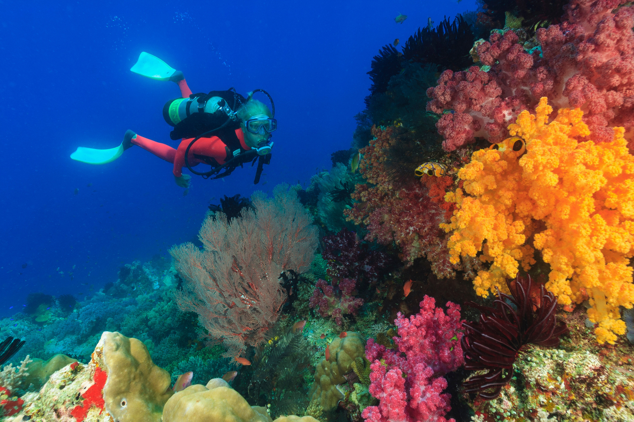 Raja Ampat staat in de duikwereld bekend als de 'Koraaldriehoek' en heeft volgens mariene biologen het hoogste aantal vis- en koraalsoorten ter wereld. Onder water lijken de rifstructuren wel op steroïden: je zwemt hier letterlijk door metershoge koraaltuinen vol felgekleurde sponsdieren, enorme scholen vis en zeldzame koraalsoorten. Zelfs als ervaren duiker kijk je hier je ogen uit, want op elke vierkante meter gebeurt wel iets bijzonders.