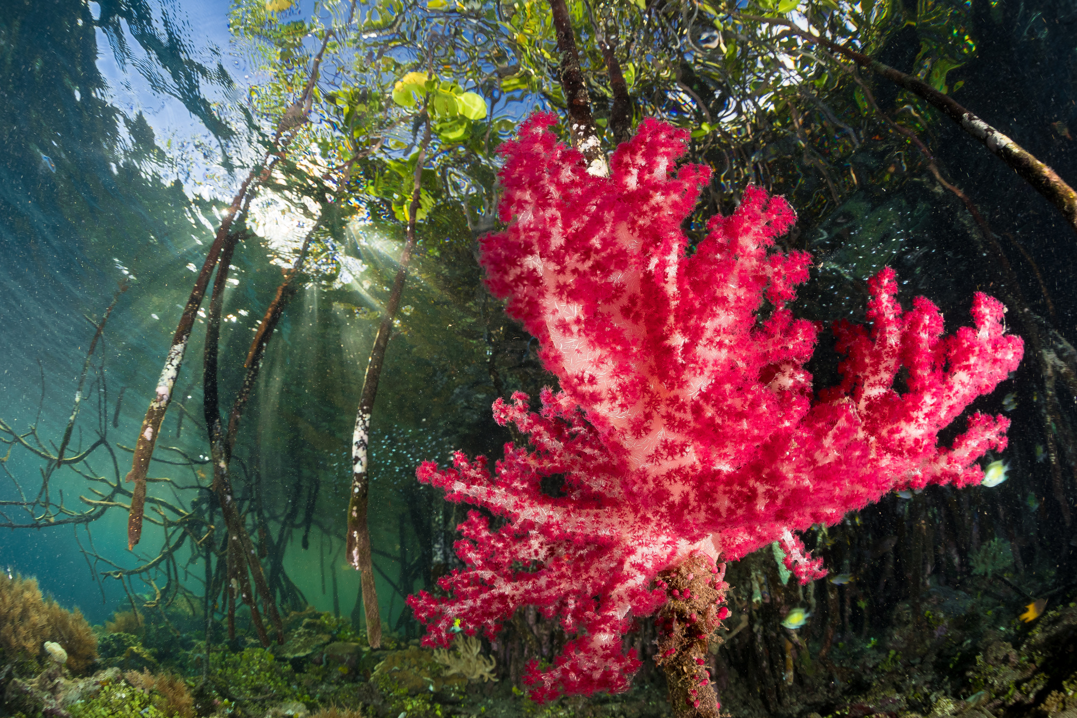 In de meeste delen van de wereld zijn mangrovebossen troebel en gevuld met modderig sediment. In Raja Ampat ligt dat heel anders. Hier vind je zeldzame blue water mangroves: spiegelglad, kristalhelder zeewater waarin kleurrijk koraal direct op en rond de wortels van de mangrovebomen groeit. Per kajak of snorkelend kun je door deze beschutte 'kraamkamers van de oceaan' navigeren en zien hoe jonge vissen en zeeschildpadden veilig opgroeien tussen de wortels.