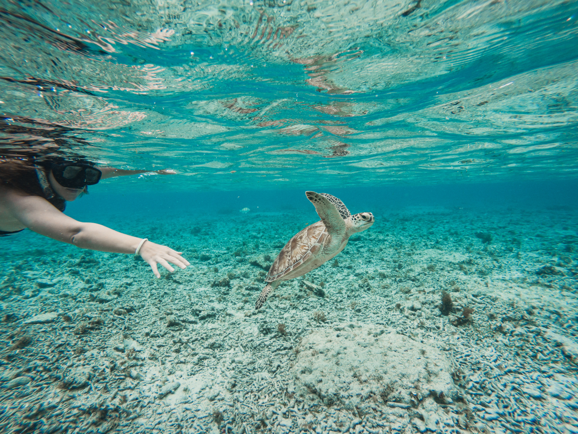 Duik je liever onder water? Dan spannen de koraalriffen rondom de Gili-eilanden de kroon. Met een zichtbaarheid die varieert van tien tot wel dertig meter is dit een fantastisch gebied voor snorkelaars en duikers. De kans is groot dat je hier oog in oog komt te staan met karet- en lederschildpadden, pijlstaartroggen, zeekatten en scholen kleurrijke schopvissen.