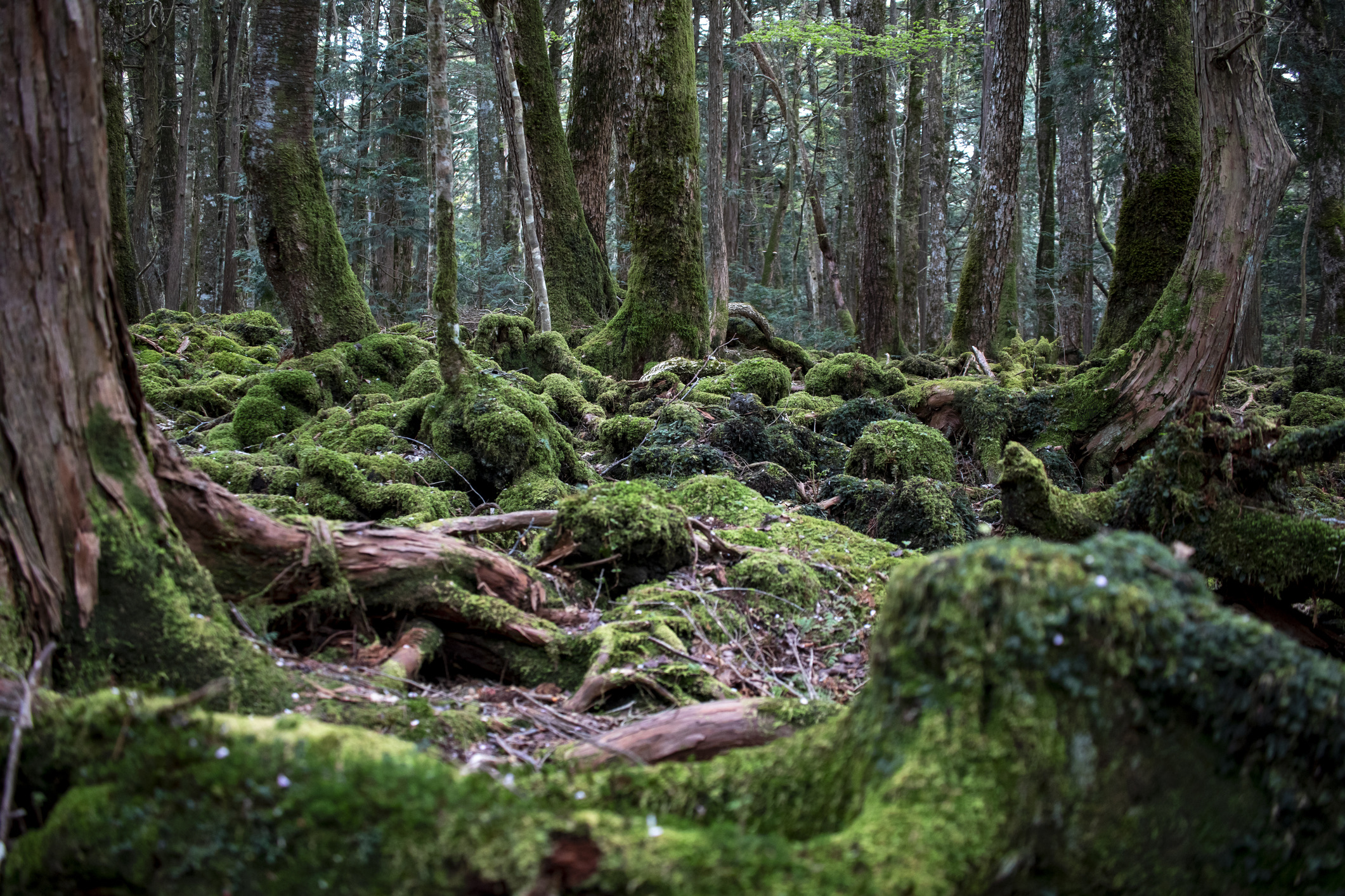 Aan de voet van de iconische berg Fuji strekt zich het dichte Japanse Aokigahara-bos uit, in de volksmond beter bekend als de 'Zee van Bomen'. Het woud in Japan groeit op een verharde laag vulkanisch lavagesteente, wat zorgt voor een bijzondere bodemstructuur en een akoestiek waarin elk geluid bijna volledig lijkt te worden geabsorbeerd.