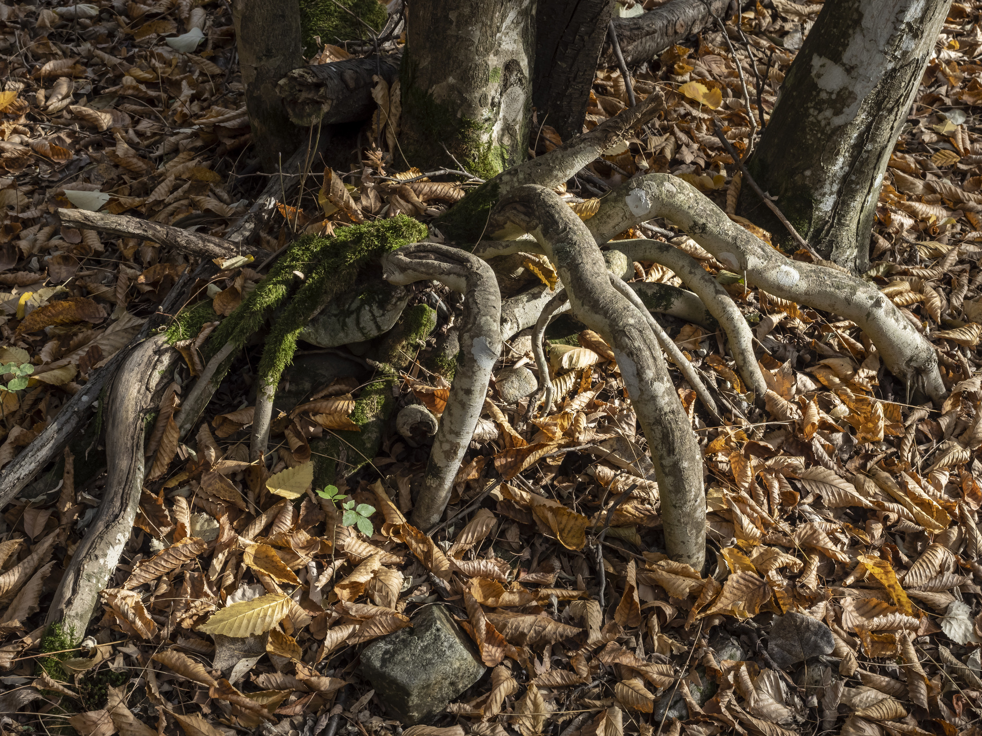In het hart van Roemenië, vlak buiten de bruisende stad Cluj-Napoca, ligt het mystieke Hoia-Baciu-bos. Dit gebied staat internationaal bekend als een van de meest raadselachtige bossen ter wereld vanwege de vreemd gevormde, kromgetrokken bomen en verhalen over onverklaarbare natuurverschijnselen.