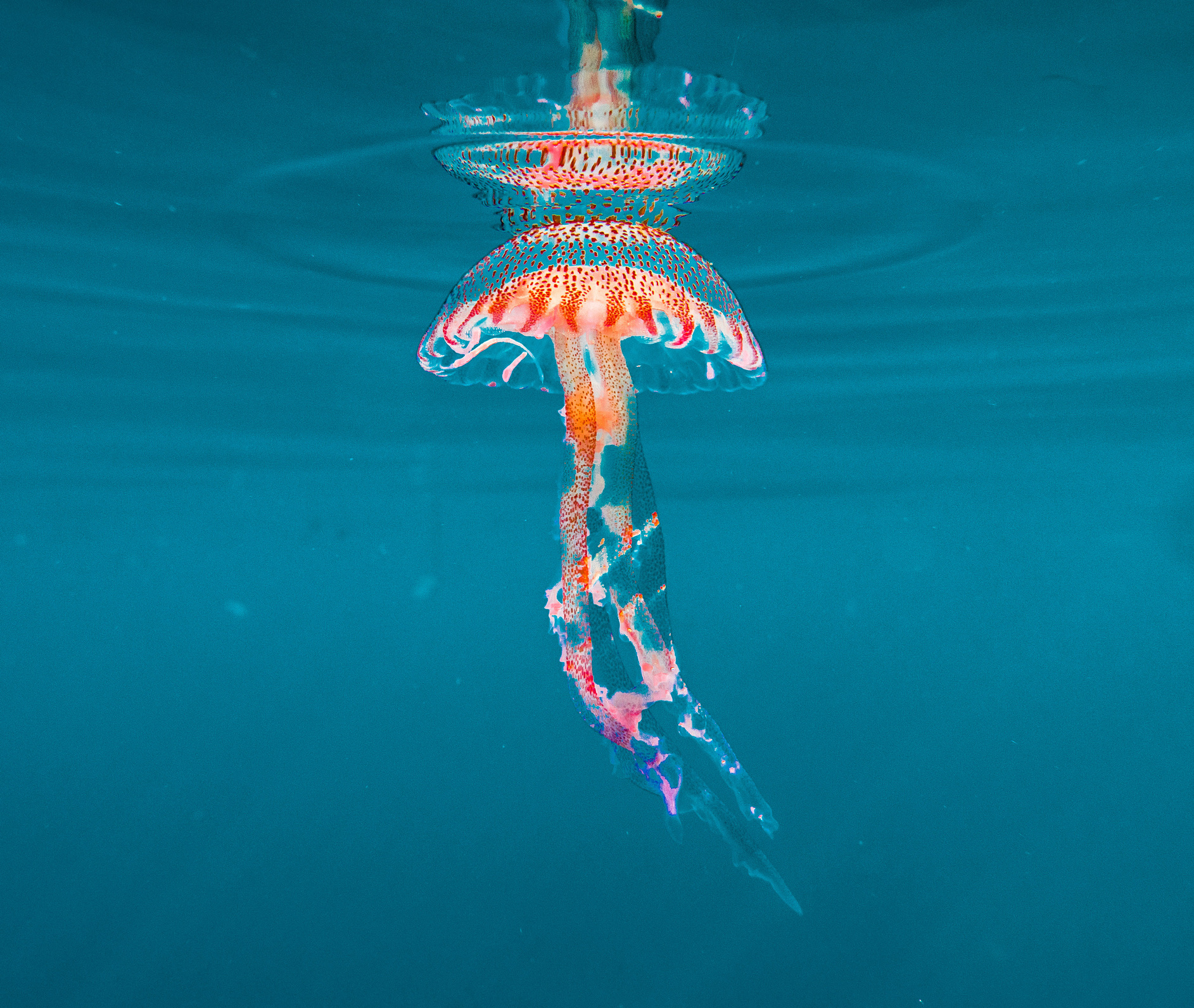 Binnen Europa is de parelkwal (Pelagia noctiluca) de absolute nummer één als het gaat om overlast. Deze kwal vormt geregeld enorme zwermen (blooms) waardoor complete Spaanse of Italiaanse stranden gesloten moeten worden. 