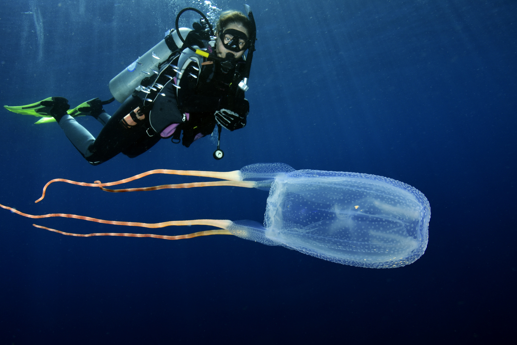 De Chironex fleckeri, beter bekend als de zeewesp of Australische kubuskwal, staat te boek als de giftigste en gevaarlijkste kwal ter wereld. 