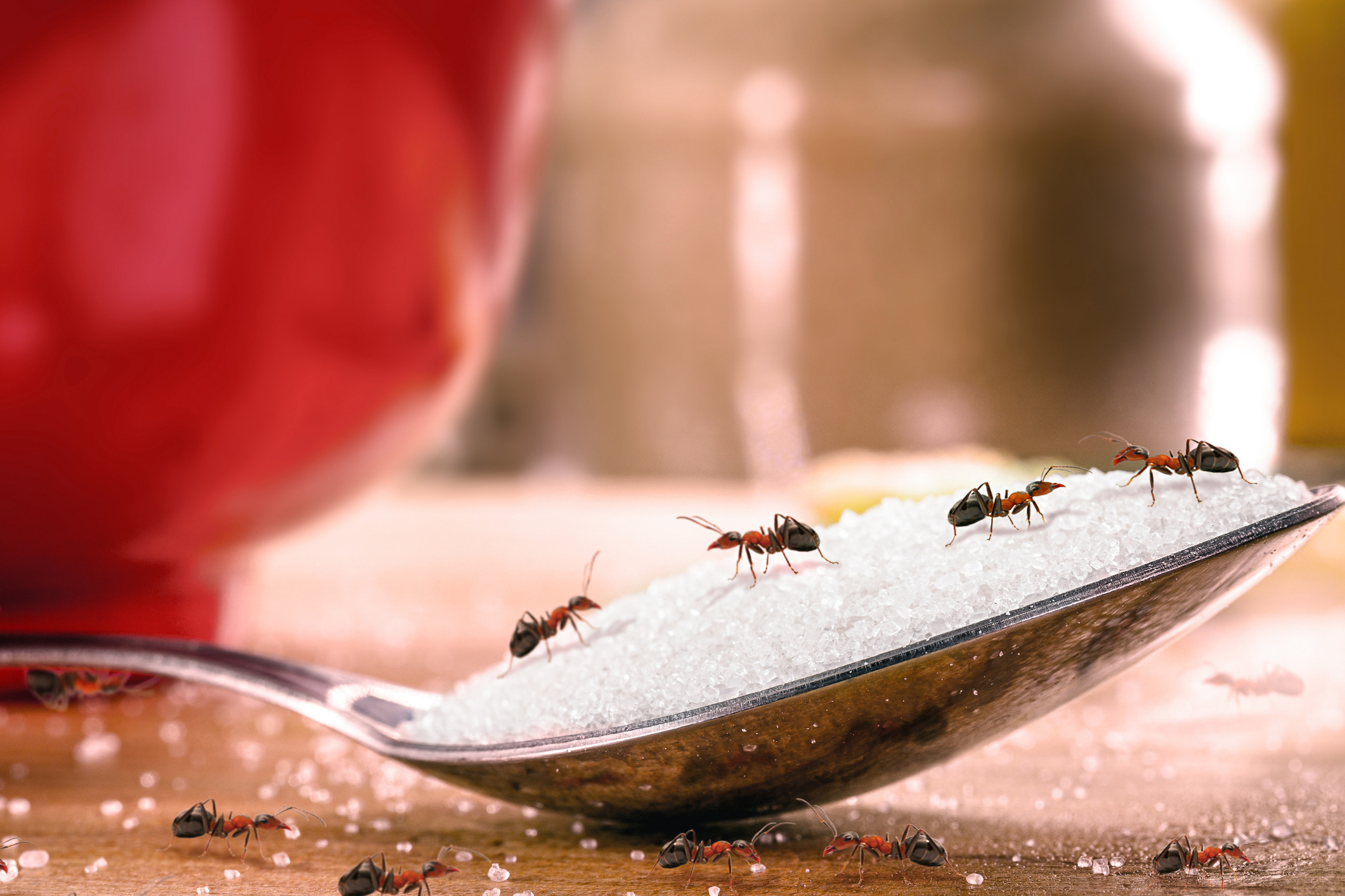Zodra de temperaturen stijgen, komen mieren tevoorschijn. Vooral op warme vakantiebestemmingen in Zuid-Europa of de tropen kan een enkele mierenverkenner binnen een uur veranderen in een complete zwarte snelweg dwars door je koffer.