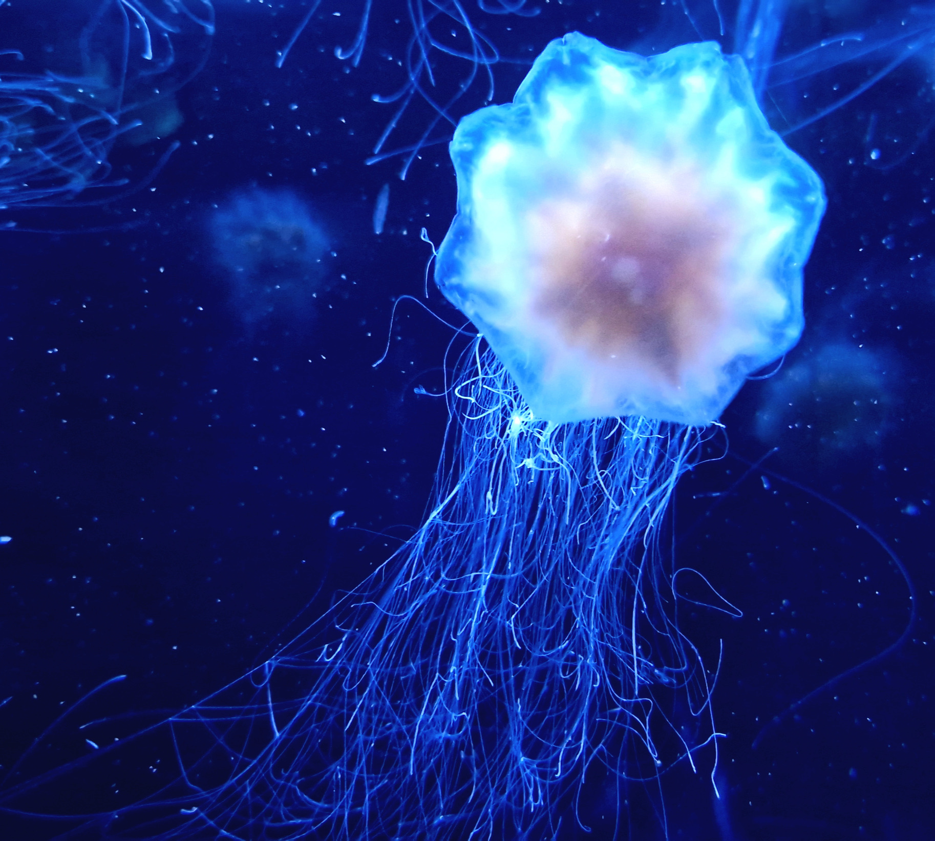 De blauwe haarkwal kan flink steken (of 'netelen'). Een ontmoeting met deze kwal leidt tot hevige huidirritatie en een branderig gevoel dat sterk te vergelijken is met de steek van een brandnetel.
