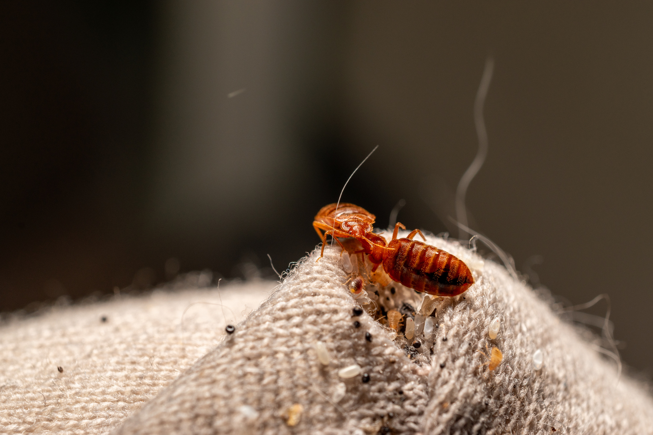 De absolute koning van de hotelkamerhorror is de bedwants, ook wel bekend als de bedbug. Deze bloedzuigende, platte insecten verstoppen zich overdag in de naden van matrassen, achter het hoofdbord of in de plinten.