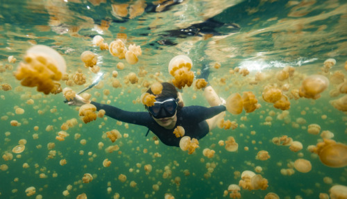 Vrouw zwemt tussen kwallen in Raja Ampat