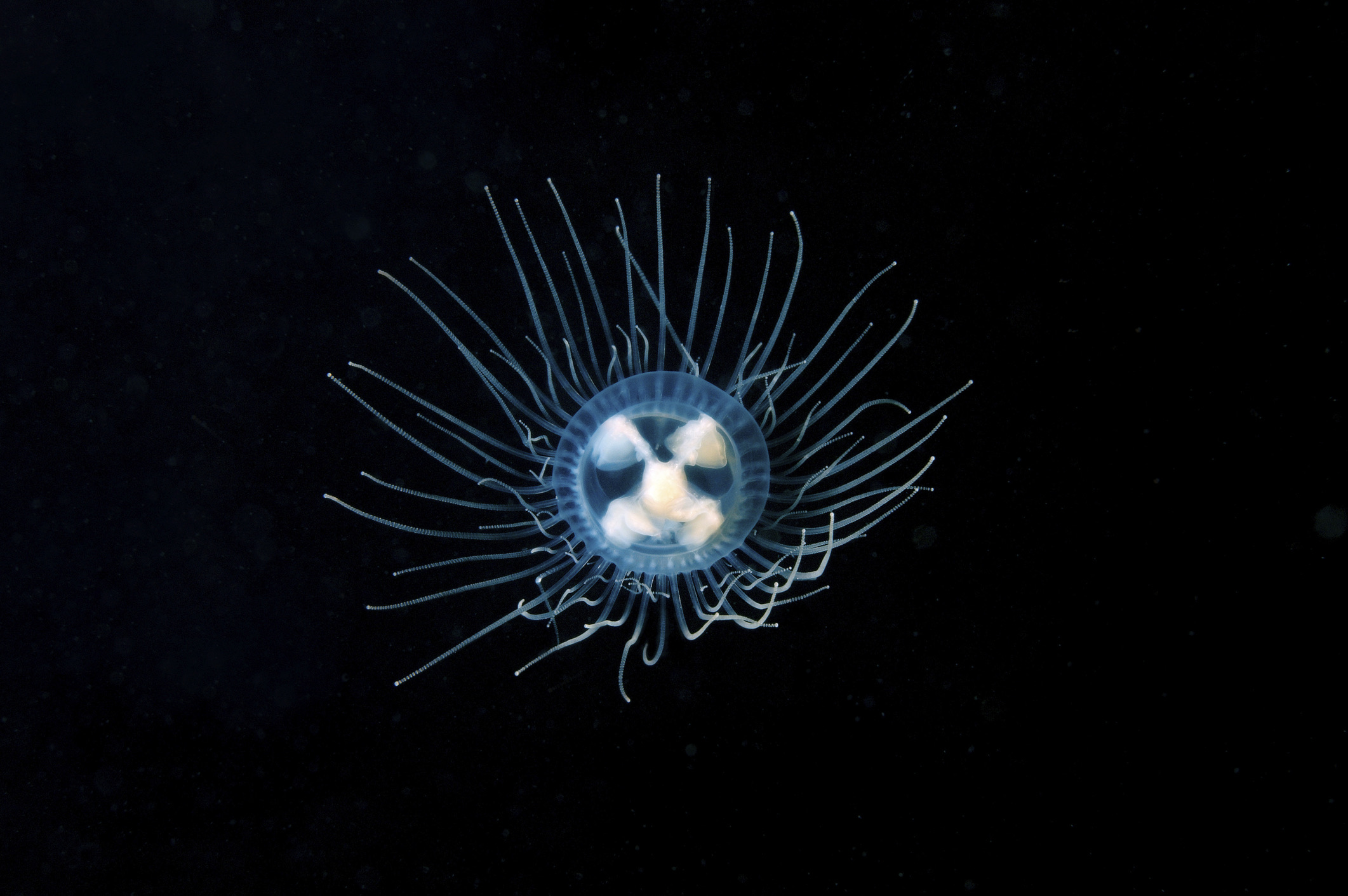 Het kleine kruiskwalletje houdt zich bij voorkeur op in rustig, ondiep water tussen zeegrasvelden en zeewierbedden, met name in de Zeeuwse wateren. 