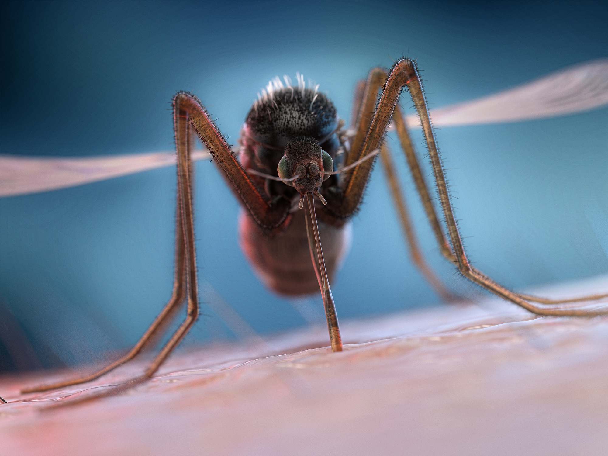 Malaria is een potentieel levensbedreigende infectieziekte die wordt veroorzaakt door een eencellige parasiet. Deze parasiet nestelt zich in eerste instantie in de lever en tast vervolgens de rode bloedcellen aan. De overdracht vindt plaats via de beet van een met de malariaparasiet besmette vrouwelijke Anopheles-mug (ook wel malariamug genoemd), een insect dat met name tussen zonsondergang en zonsopkomst actief is.